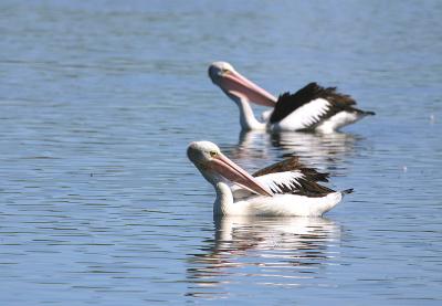 Pelican ballet