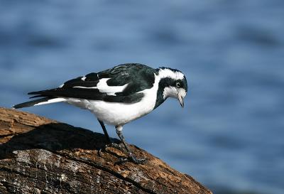 January 9. female Magpie-Lark