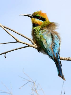 January 14. Rainbow Bee-Eater