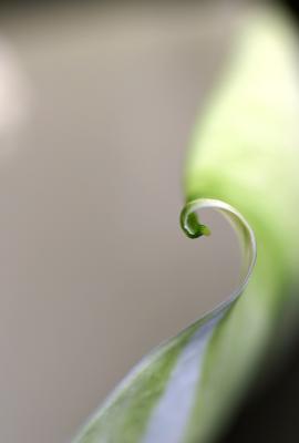 January 19. Spathiphyllum
