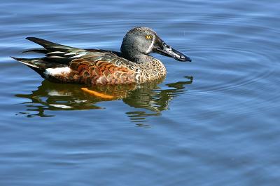 Australasian Shoveler