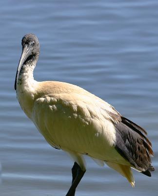 Australian White Ibis