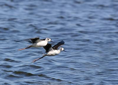 Black-winged Stilts