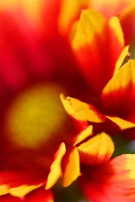 January 31. Gaillardia
