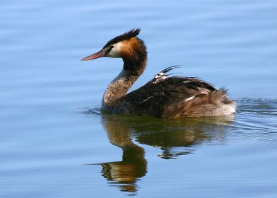 Great Crested Grebe with young on back