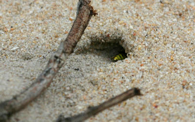 bee burrow
