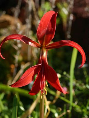 Sprekelia  formosissima