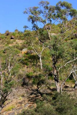 Bush scene north of Perth