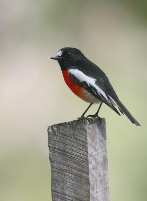 Scarlet Robin