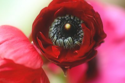 September 8. Ranunculus