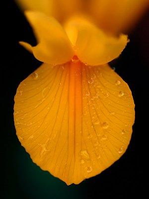September 20. Dutch Iris in the rain