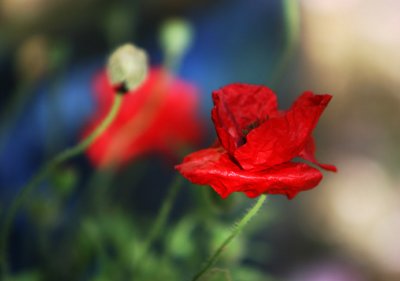 Last of my poppies