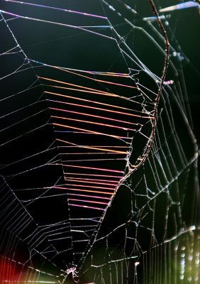 Early morning sunlight on a web