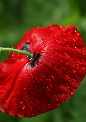 Remembrance Day  tears
