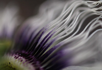 Passion flower