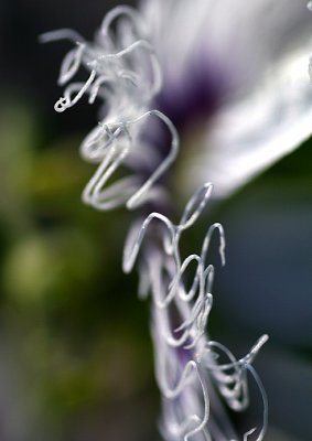 Edge of a Passion Flower