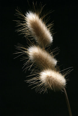 Backlit grass seed