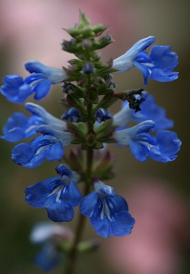 Bog sage