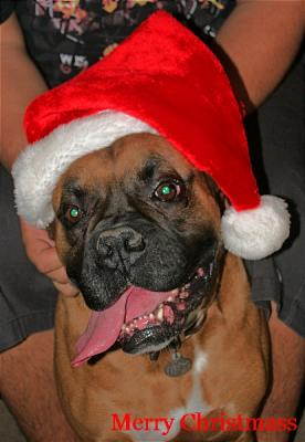 Santa Rocky