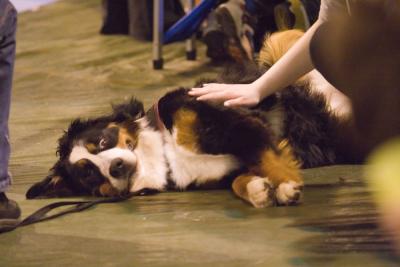 Relax while waiting for its turn