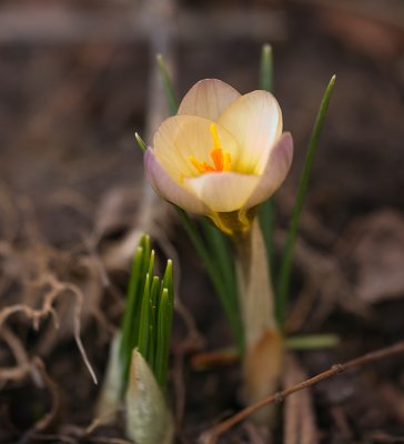 First Sign of Spring