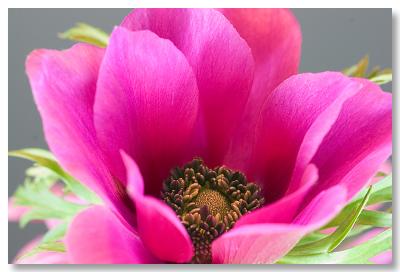 Macro 1
