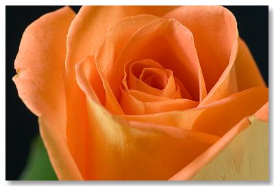 Rose 1
