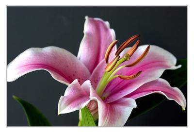 Lily with natural light