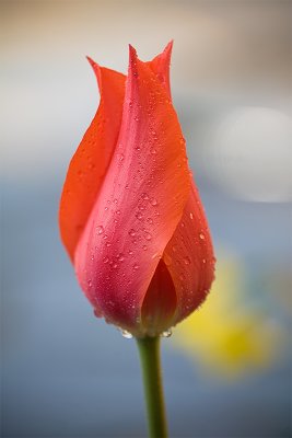 Spring Flowers