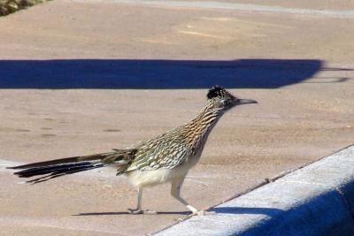 Road Runner