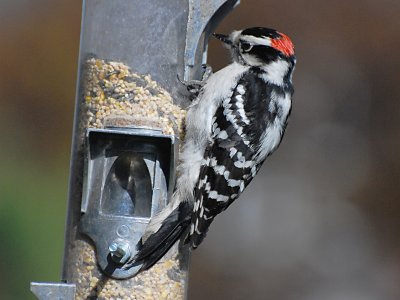 Hairy Woodpecker in the front yard