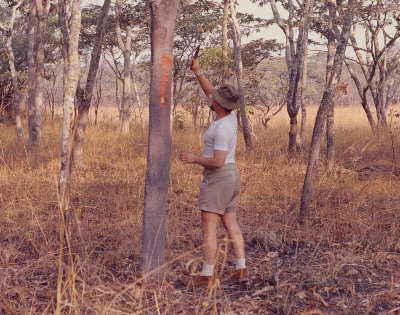 Ernest marking the trail