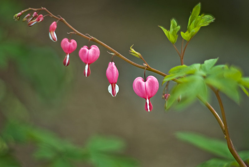 Bleeding Hearts