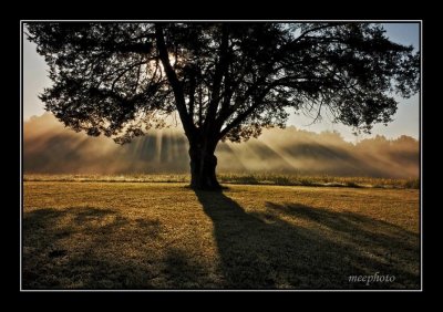 Shiloh, Tree and Fog