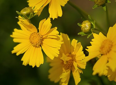 Moonbeam Coreopsis from the Garden