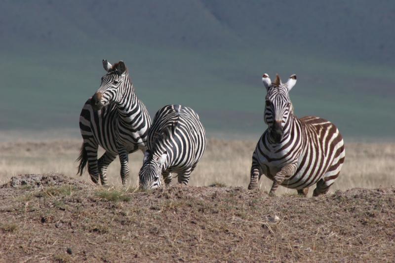 Zebras approaching