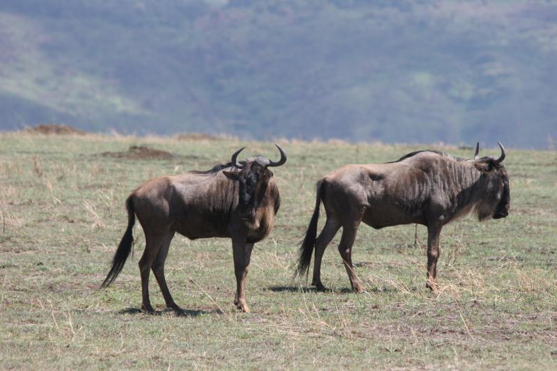 Hesitating wildebeest