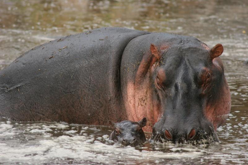 Hippo and calf