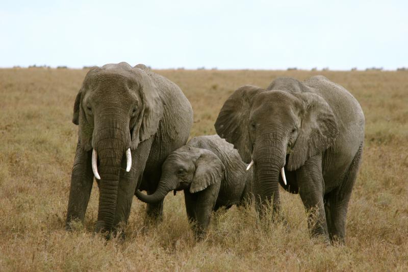 two elephants and a baby