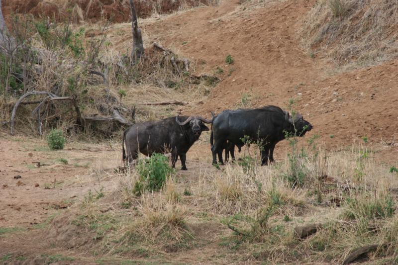 Buffalos, Tarangire
