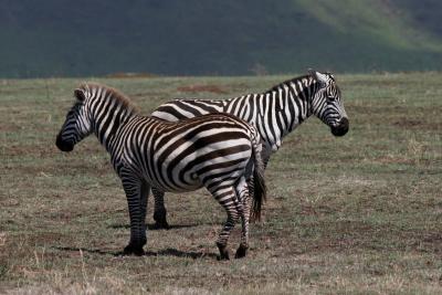 Zebras on the watch