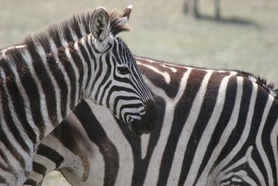 Stripes