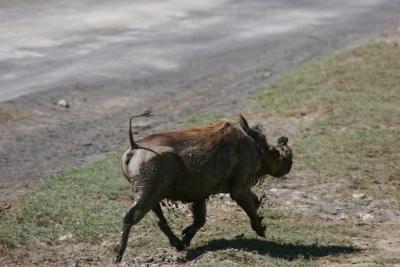 Warthog after mud spa