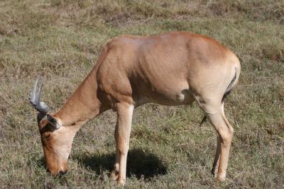 g3/27/604827/3/53748060.Ngorongoro2IMG_5395.jpg