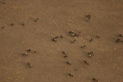 Wildebeest from the air