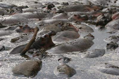 Hippos in mud