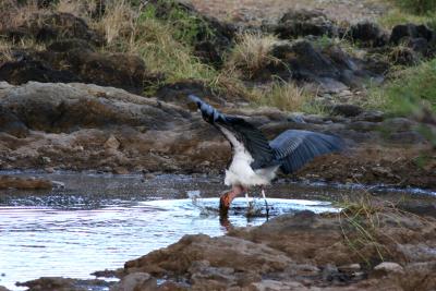 Maribou stork fishing
