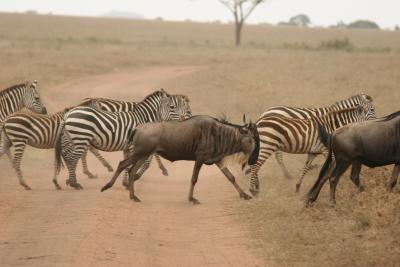 Zebra crossing