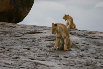 synchronised lions