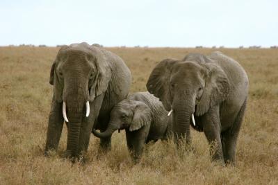 two elephants and a baby